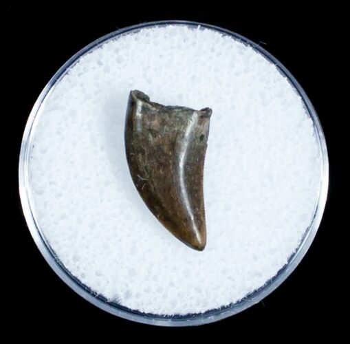 Inch Dromaeosaur (Raptor) Tooth - Montana #3437